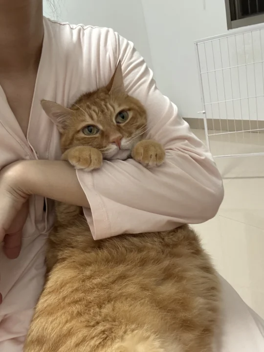 留不住的猫