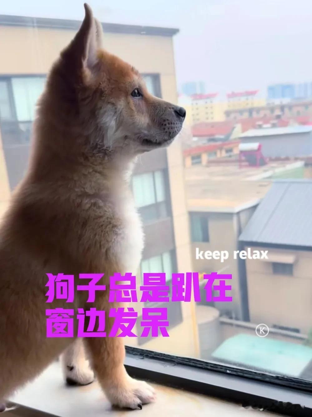 自从见过我家的田园犬之后，朋友便对田园犬着迷了，年前花了一千多，在网上购买了一只