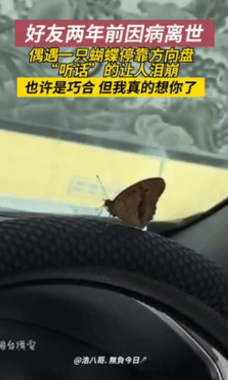 男子偶遇一只蝴蝶，他抱着试试看的心态喊出战友的名字，不料，蝴蝶竟听话的动了动翅膀