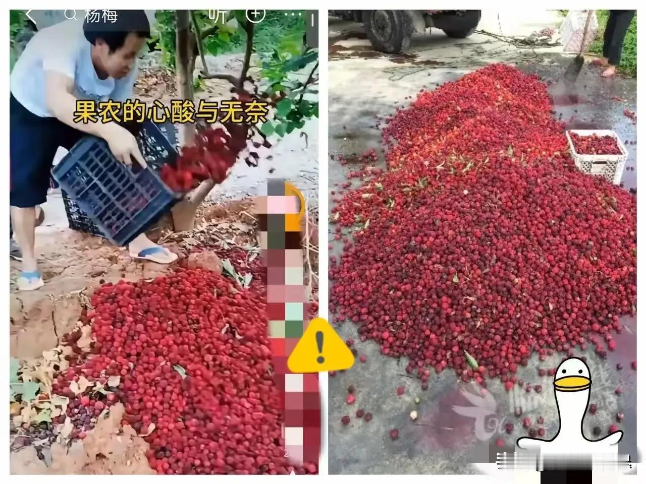 5月17日，浙江温州。娄桥菜篮子水果批发市场，老板和工人的天塌了。因为漳州杨梅添