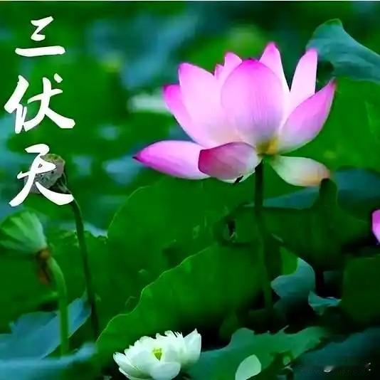 种地人三伏天别瞎补！越吃肉越懒？老农传的3样家常饭，度夏最实在咱农村种