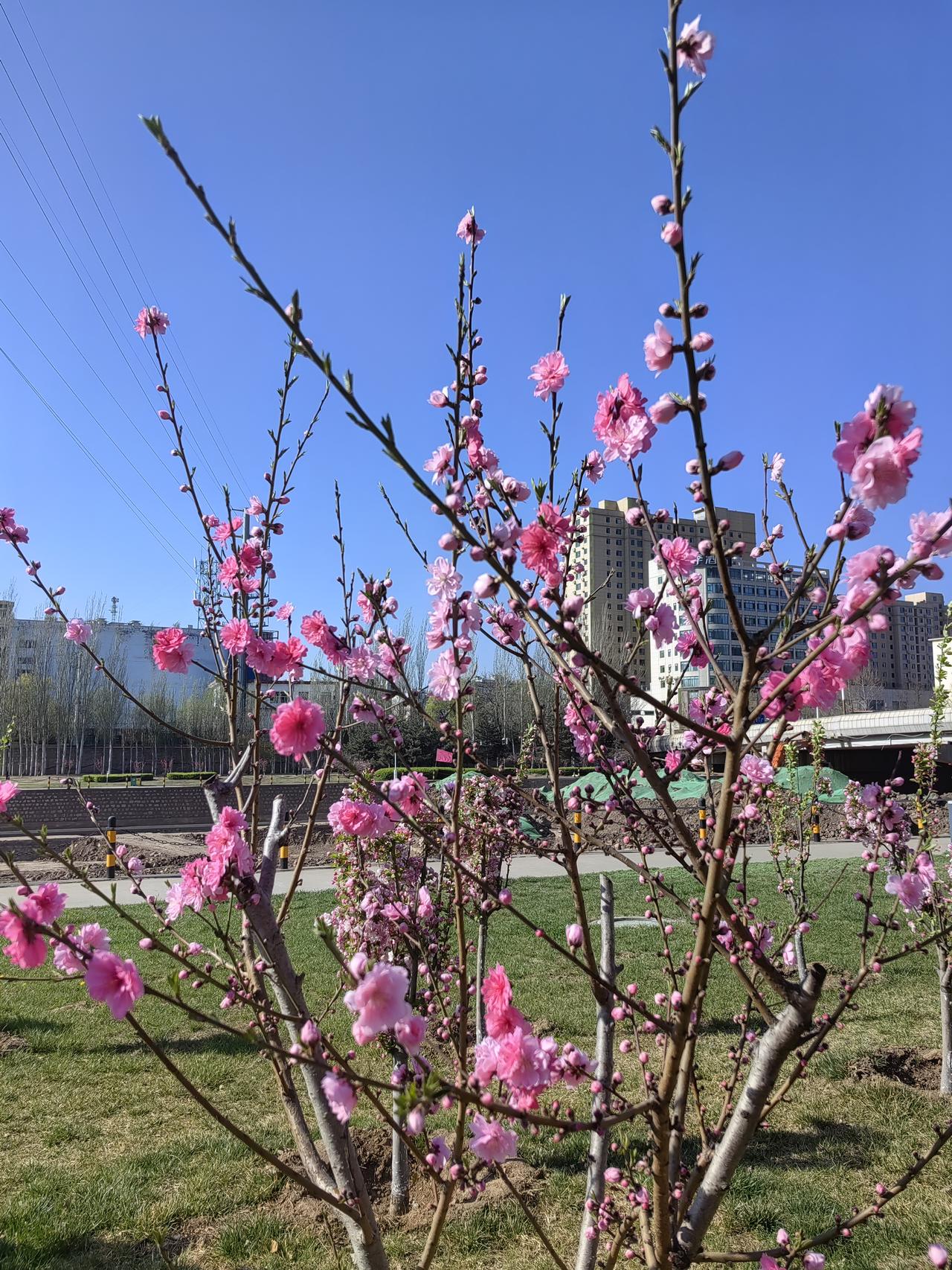 晒图笔记大赛阳泉的春天瞬间景色。
