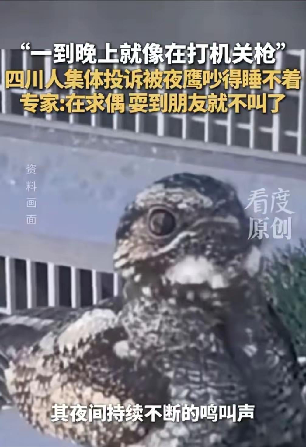 深夜“机关枪声”响彻四川多城，居民集体崩溃：求求你，快找个对象吧！六个月大的婴儿
