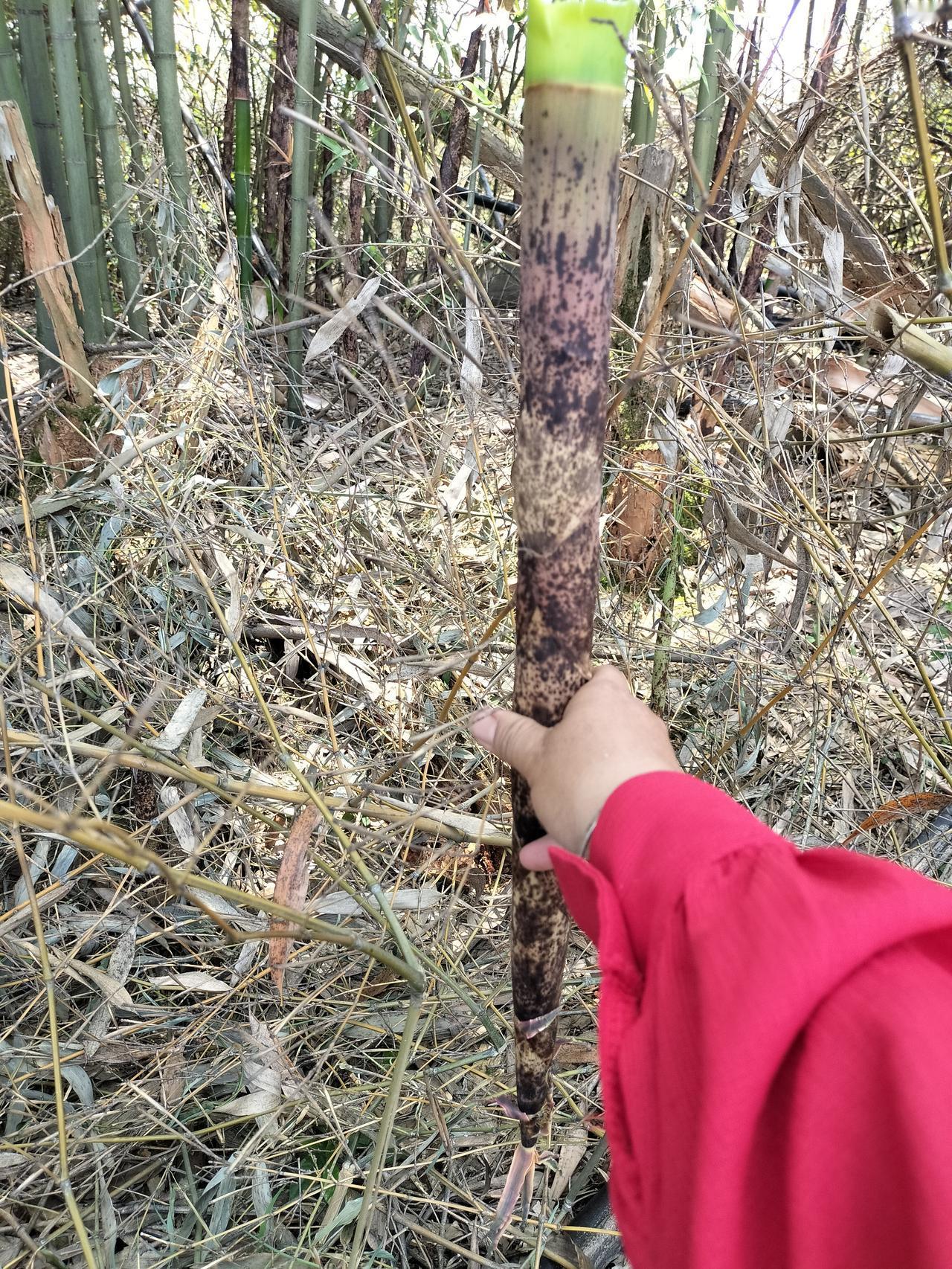 这是麻笋，炒了吃是苦的，我倒掉了，昨天我去竹林里拔了好几根，就在我租房外面，我把
