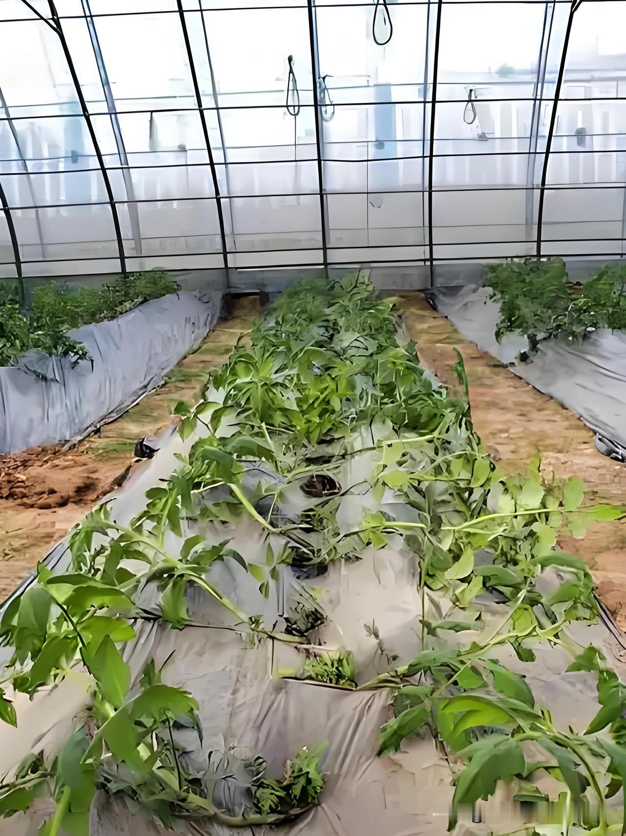 露天西红柿别再躺倒种植了其实躺倒移栽，本来就是西红柿大棚专用的定植方法。可