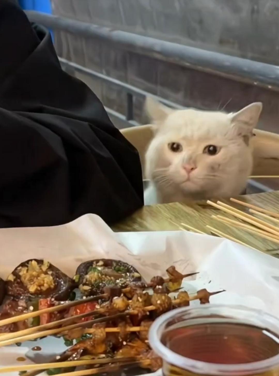 小哥在路边摊吃烧烤，吃着吃着，座位上突然冒出一只流浪猫。小流浪是只白猫，脸上脏兮
