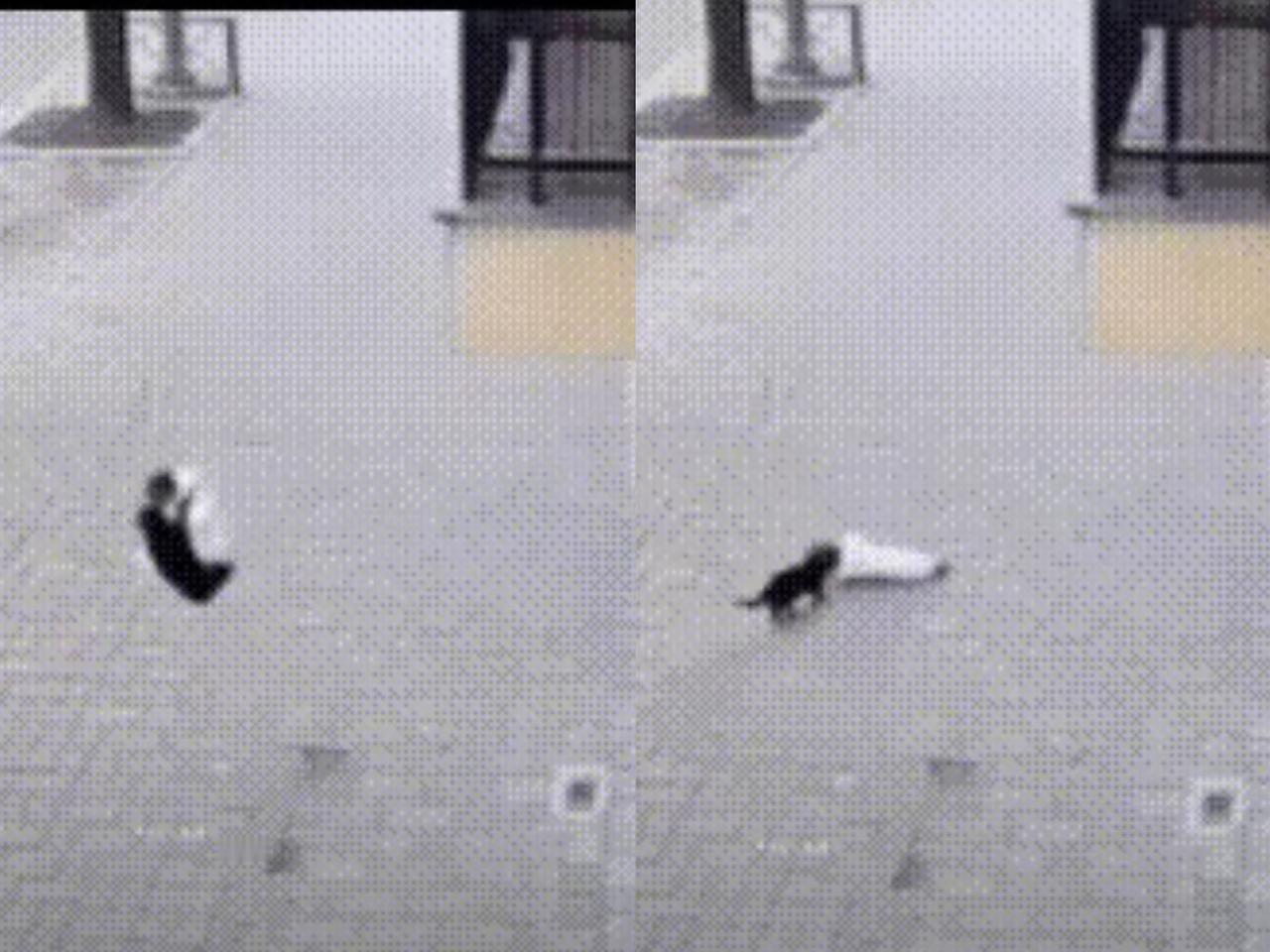 别再只说猫咪高冷了！高楼坠婴被楼下猫咪