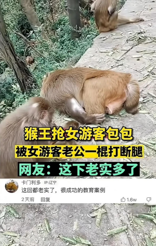 近日在贵州贵阳，一只猴王抢夺女游客的包包，被女游客老公一棍打断腿，此事引发网友热