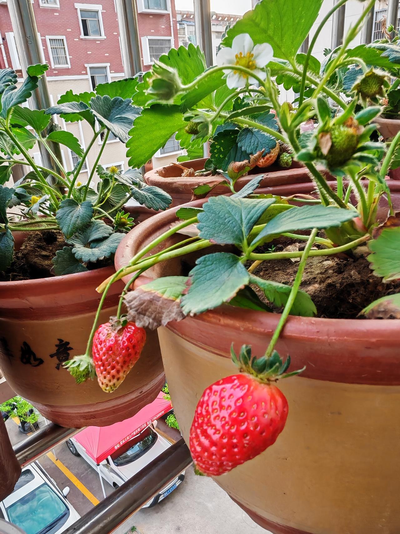 孩子爷爷说街上卖的草莓都打药了，不能给大孙女吃，他专门买了几棵草莓，让它们自然结