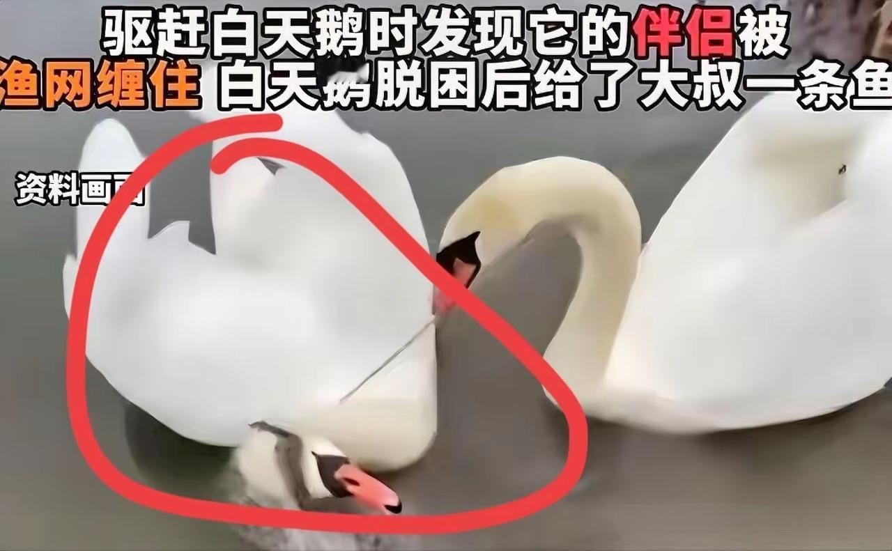 “动物也有灵性！”男子在湖边垂钓，一只白天鹅游到他的旁边，用嘴啄他的脚尖，一下二