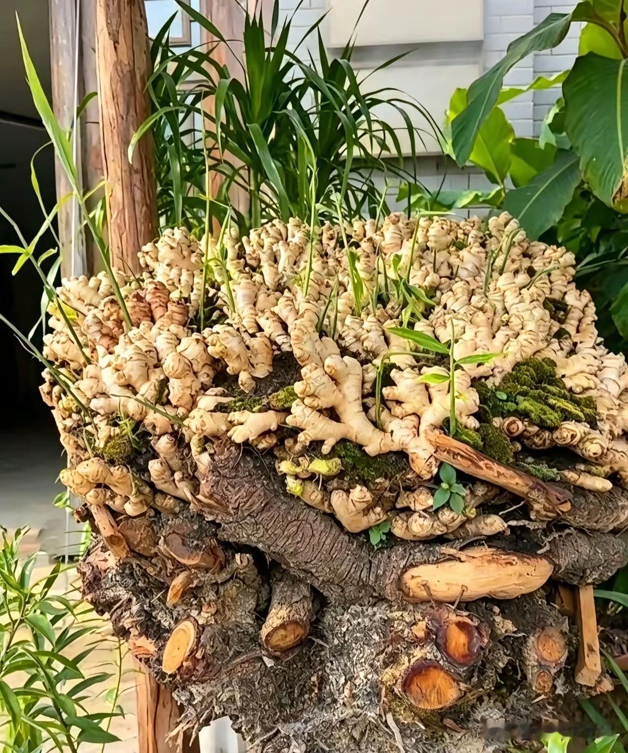 我对孩子说：儿呀你看，这就是为父给你打的姜山哪