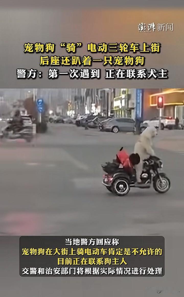 “离了个大谱！”江苏淮安，一名行人发现一只宠物狗骑电动三轮车上街，后座还趴着另一