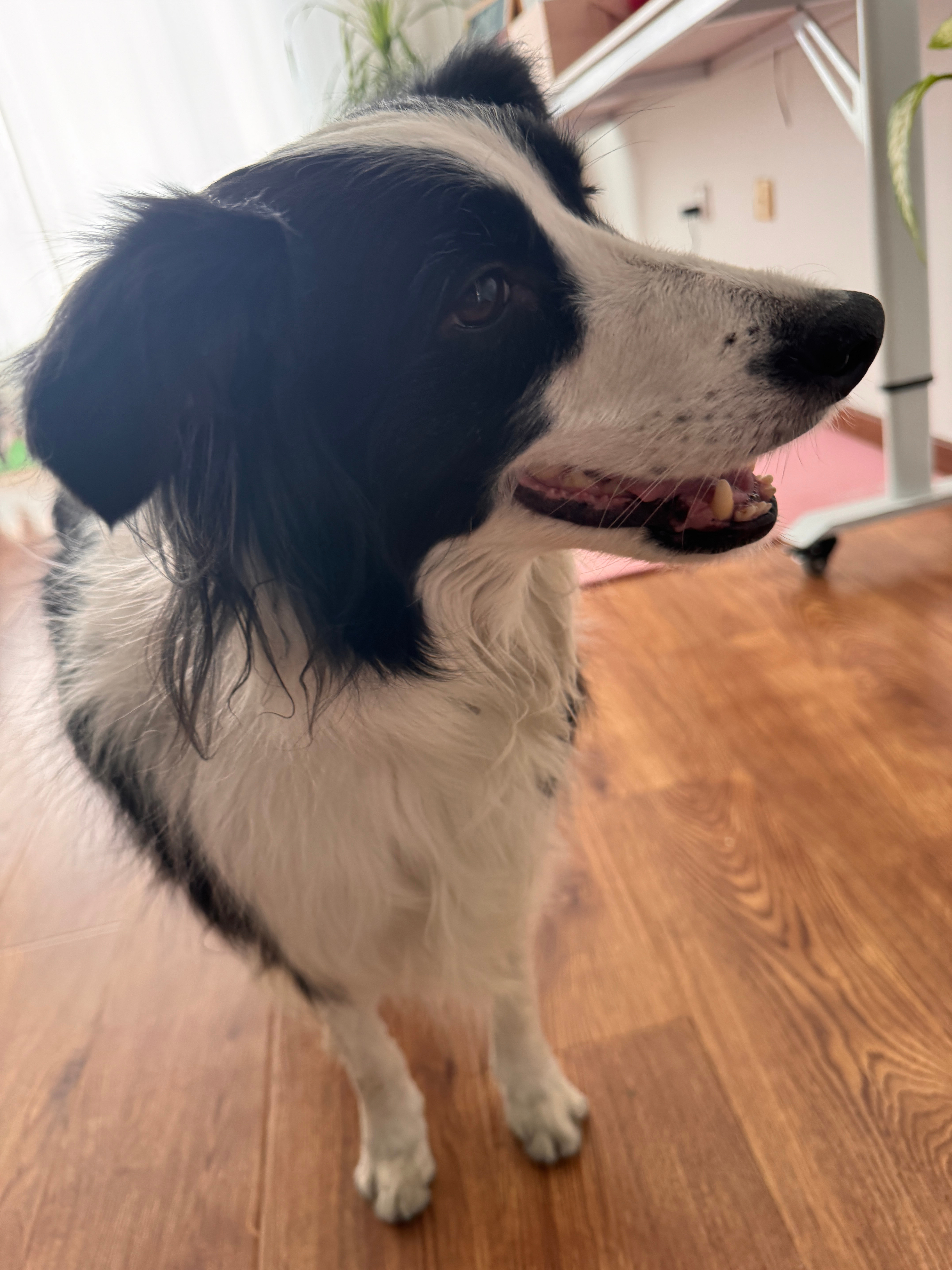 我爹说现在家里防皮皮就像防贼一样。前几天我妈熬了一瓶猪油，皮皮不知道是怎么偷到的