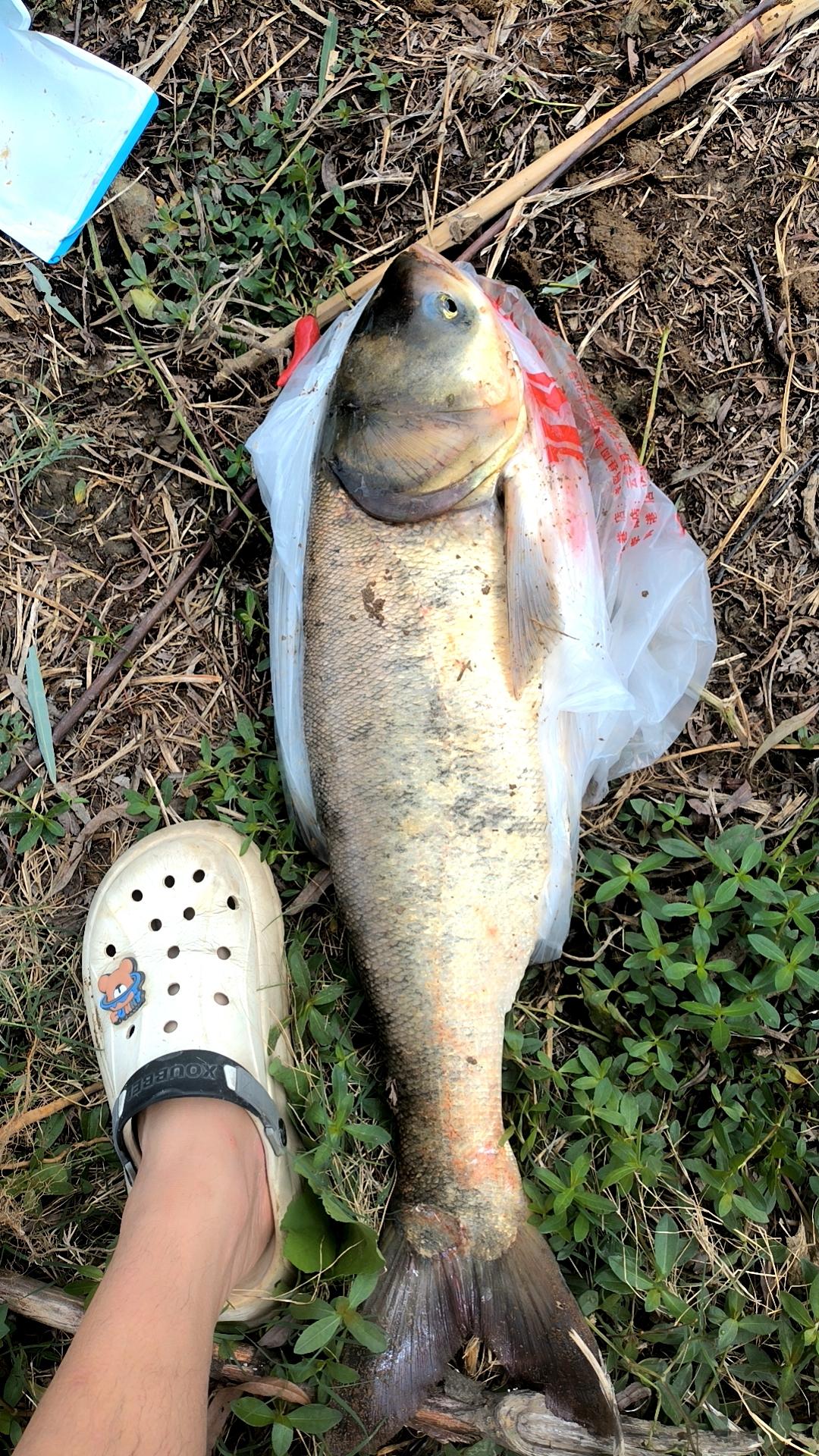 为什么鱼知道玉米是可以吃的？就这么说吧，鱼才不知道呢，鱼是什么都往嘴里炫，不