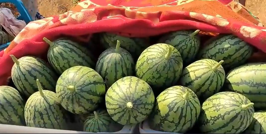 河南西瓜产地价贱至一毛多，城市零售却要几元，钱去哪了？近期，河南开封等地西瓜集