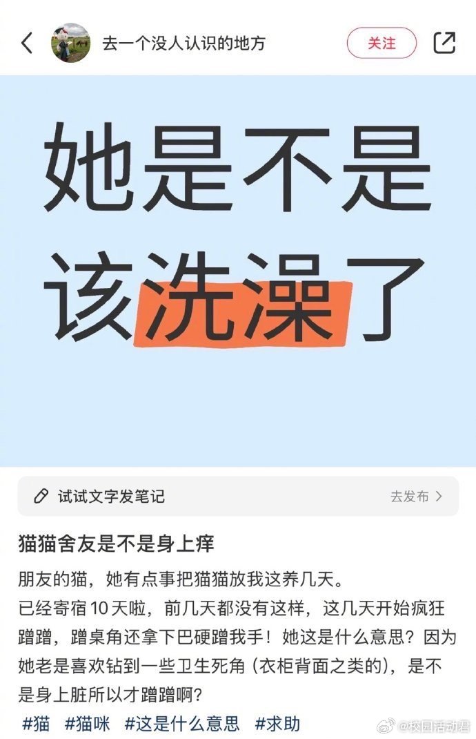 小猫一上网天都塌了