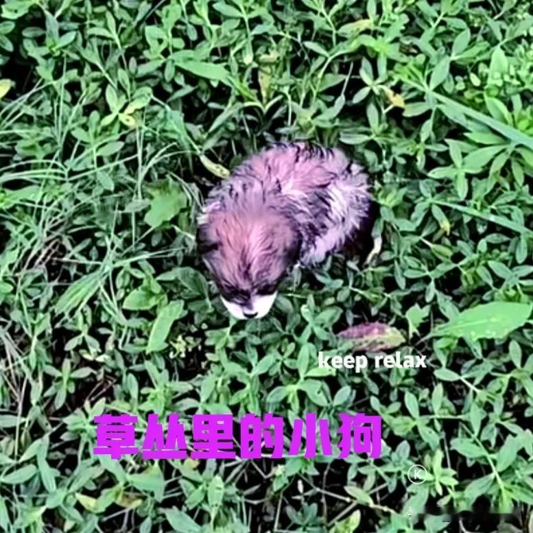 今天早上跑步的时候，在路边的草丛中发现一只小狗。小狗看起来刚刚满月的样子，它在草