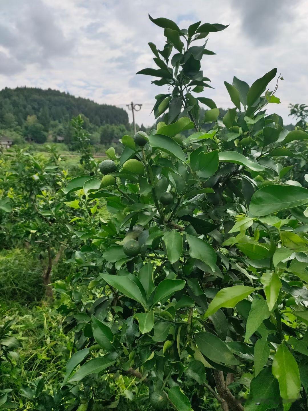 柑橘保果后别大意！蓟马、蚜虫、木虱、红蜘蛛，这4种虫要重点防柑橘刚喷完保果药