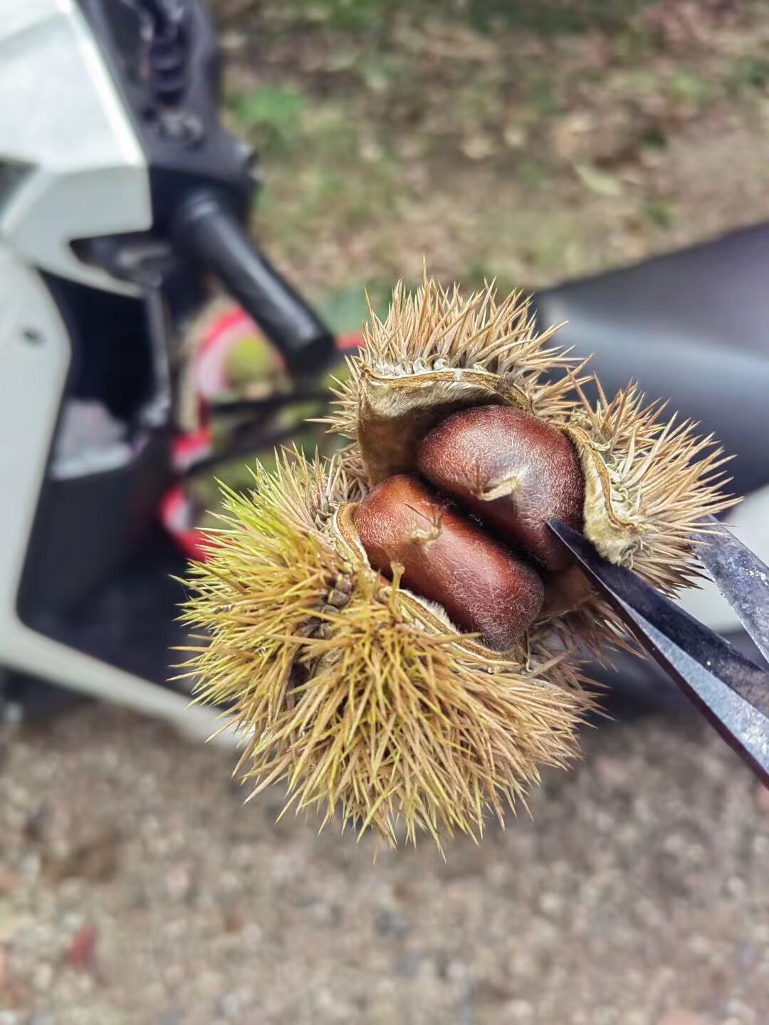 跟朋友摘的板栗，露出来俩圆滚滚的棕红栗子，皮泛着油润润的光，一看就面乎乎的招人馋
