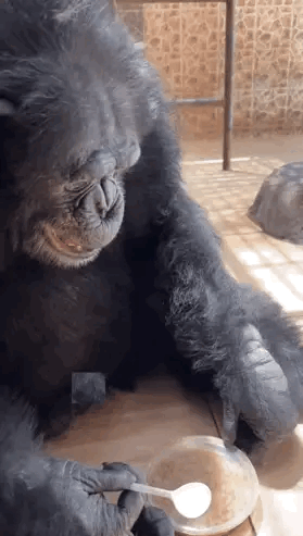 是不是傻啊，不能在进化了，在进化下去，你就要自己打工赚钱养活自己了。