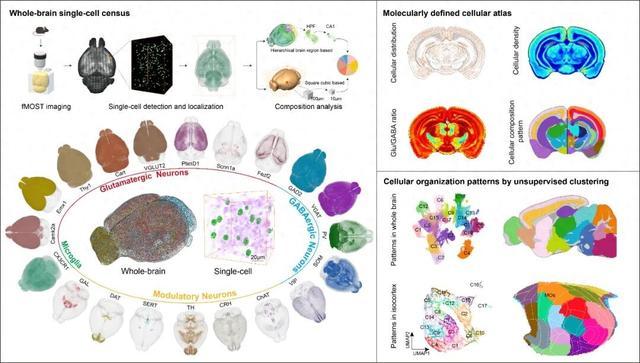 【新突破！】记者从海南大学获悉，该校由中国科学院院士骆清铭领衔的团队联合华中科