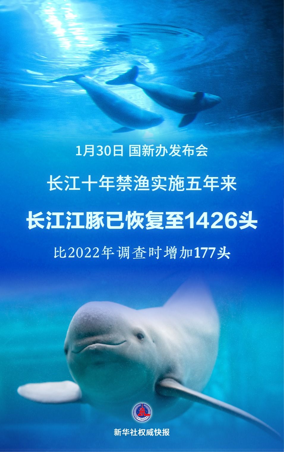 1426头! 长江江豚数量实现恢复性增长