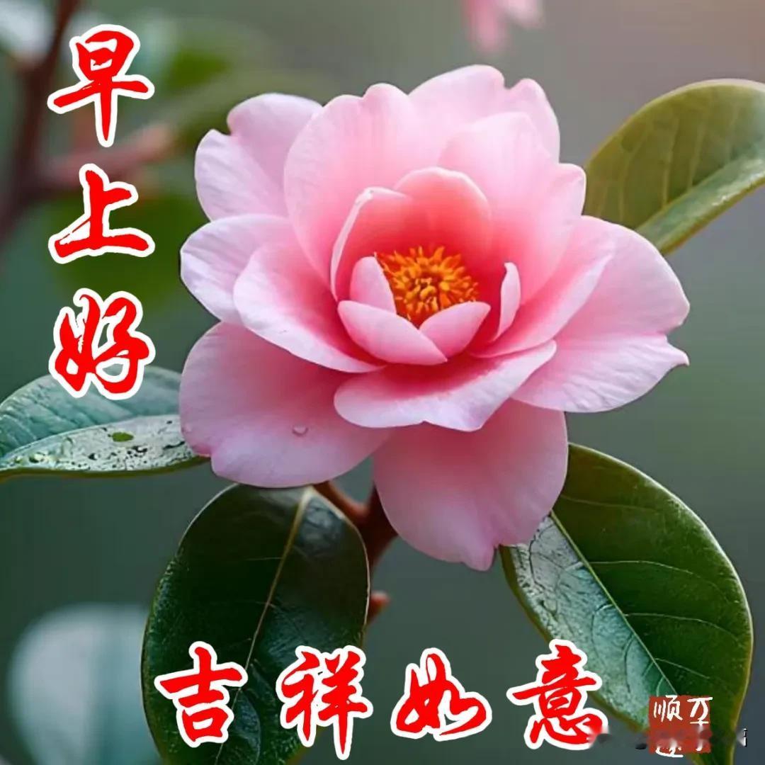 3月6日-今天好看的清晨问候祝福语图片，今天早安唯美温馨祝福语清晨问候一天喜