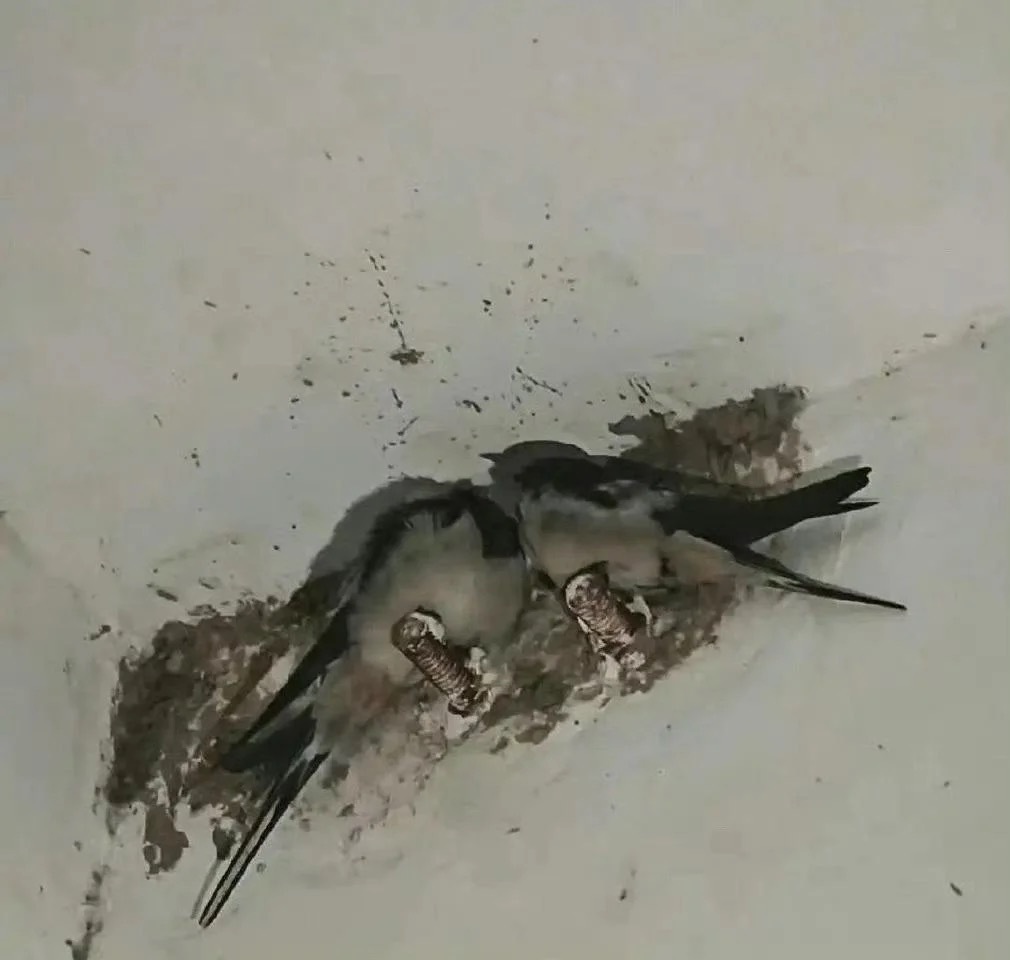 不会搭窝所以一直睡在膨胀螺丝上的燕子