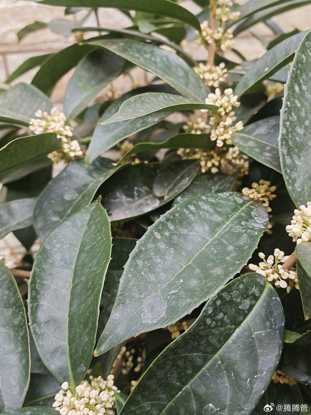 盆景银桂，也开花了。[作揖][作揖]​​​