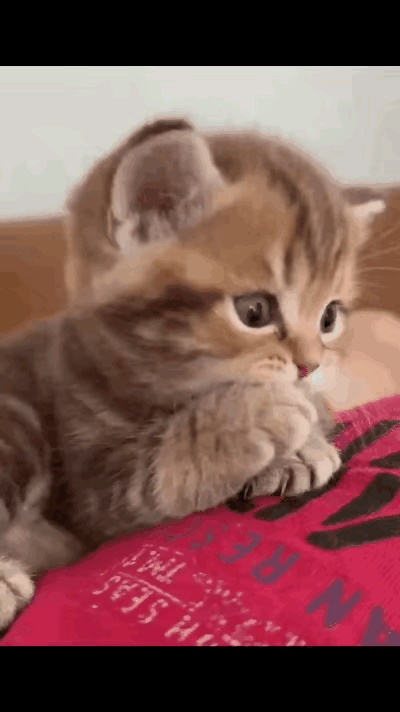 不管啥生物都是小时候可爱，长大了讨厌现在看看可爱吧长大了你家里不会有一组完