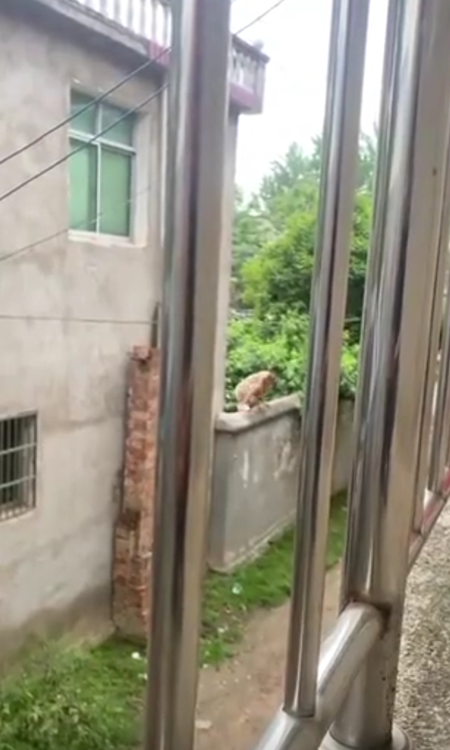 这身手敏捷度不喜欢都不行。