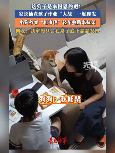 万物有灵！青岛小狗专治家长火气，训娃现场秒劝架太治愈了！山东青岛一只通人性