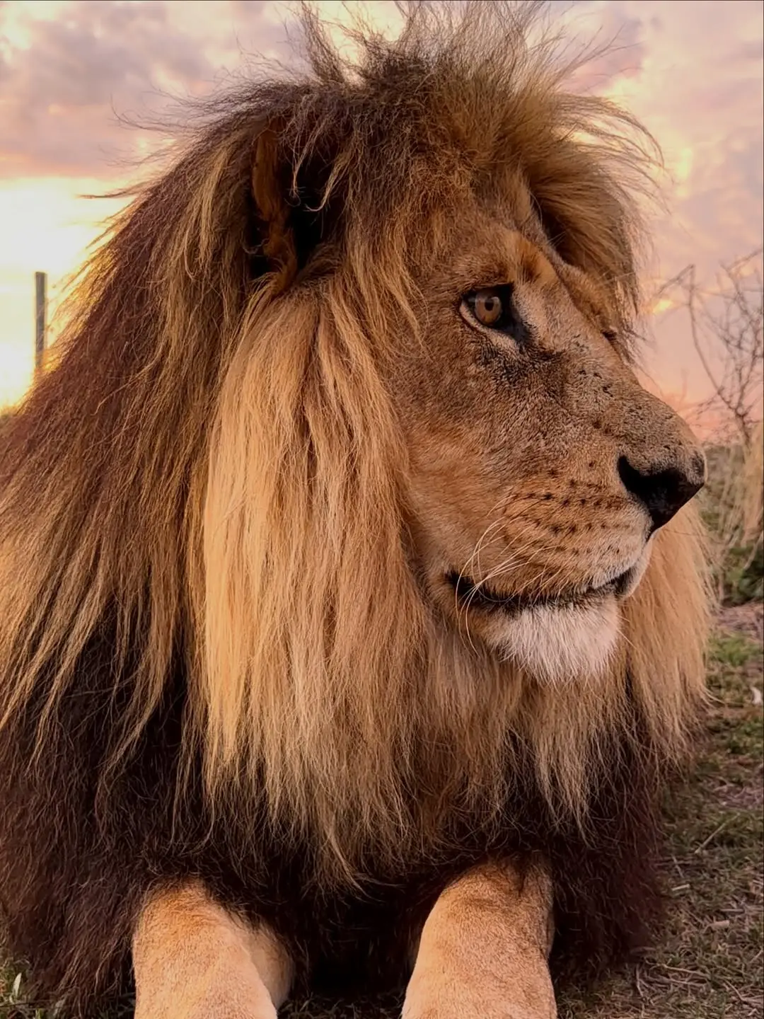 狮子 大猫 壁纸