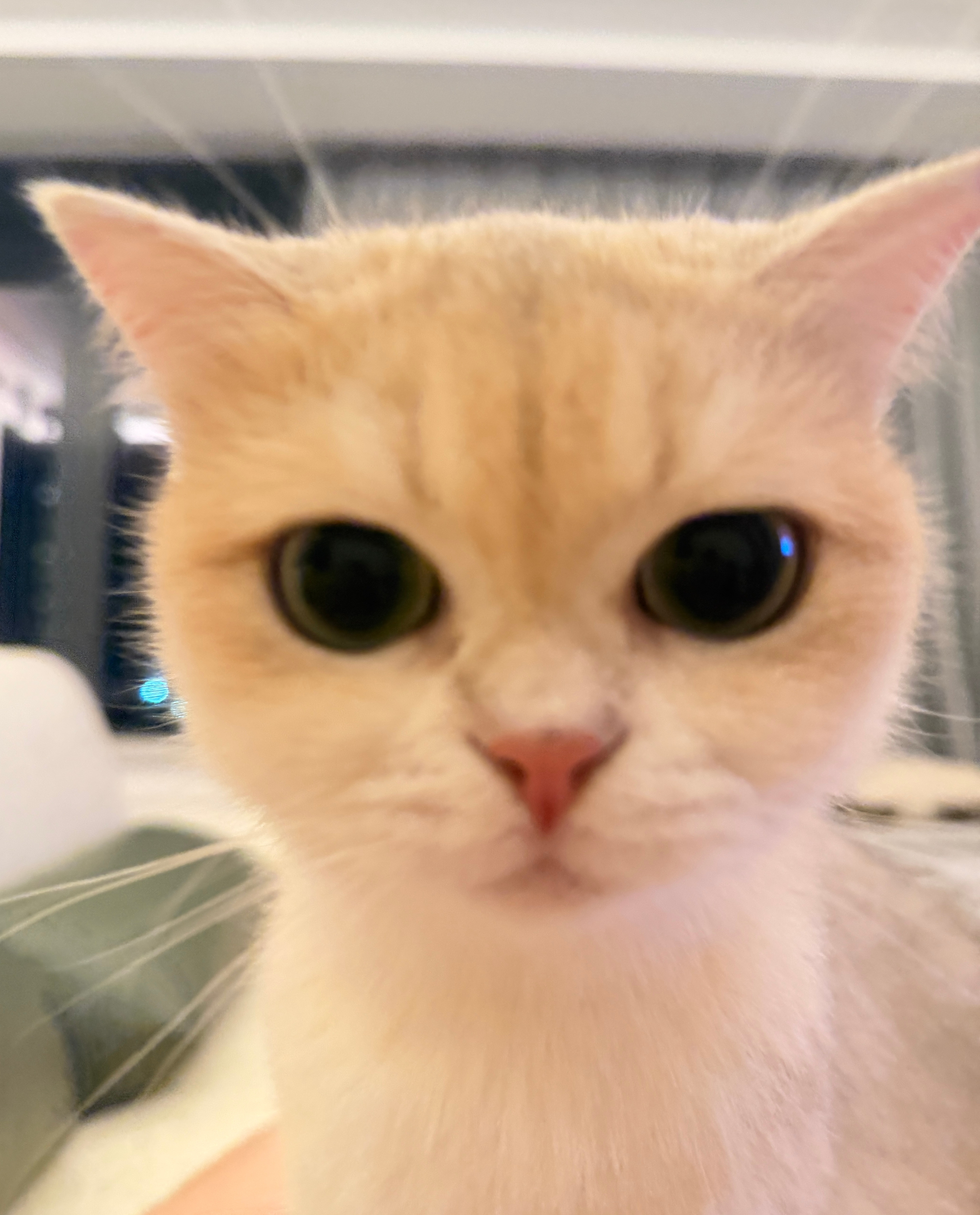 小猫跟着我也会变好看(｡･ω･｡)ﾉ，P1是两个月前刚来的时候，P2是现在！明