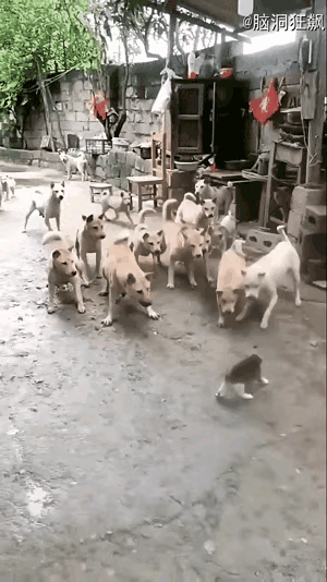 一群狗被一个小猫咪给震住了，真是让人没有想到，也许这些狗太窝囊了，从心里就对这只