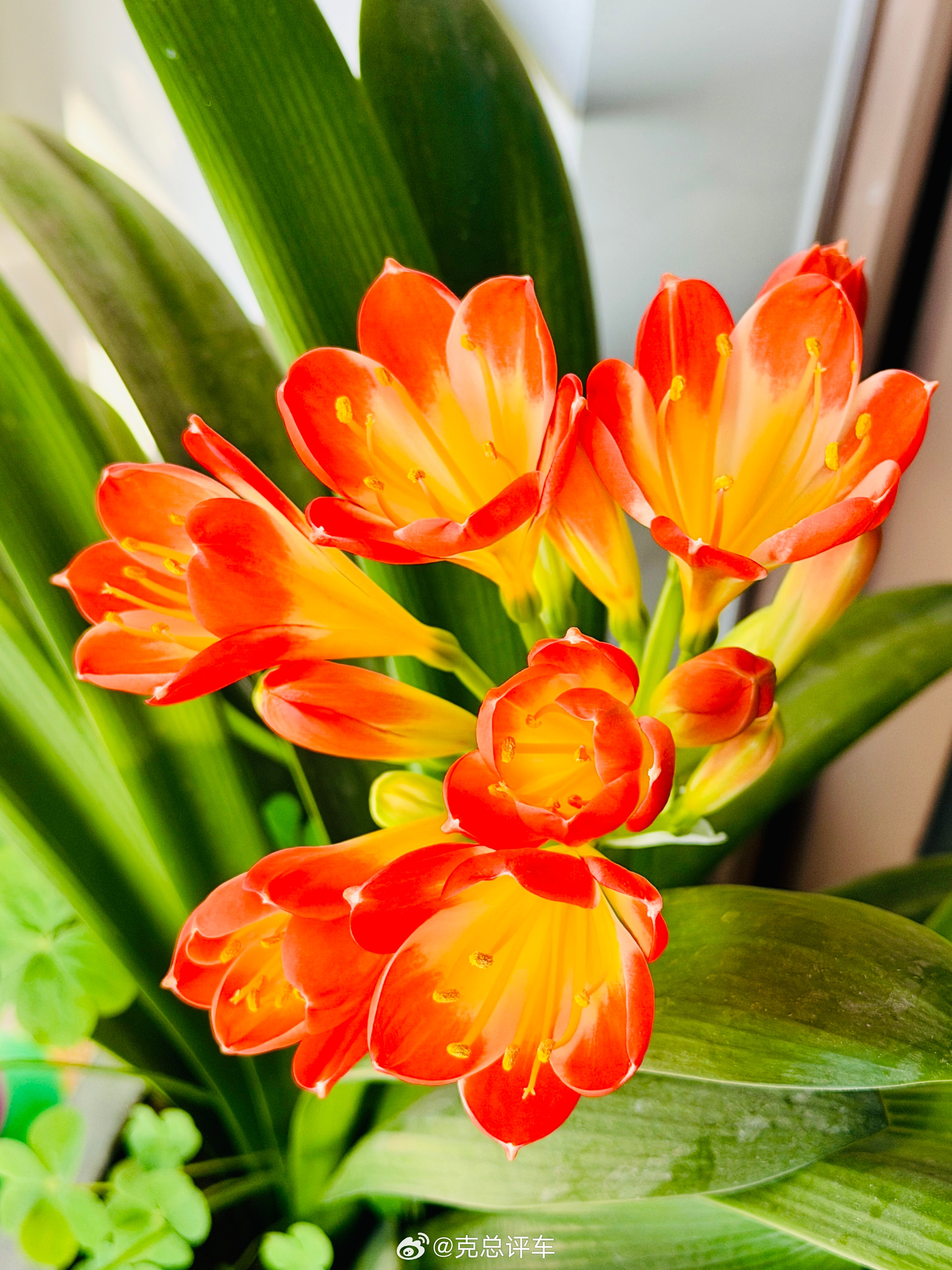 君子如兰，长势稳健，花开雅致。家里的君子兰开花了…每年都开，基本叶片长到6-7组