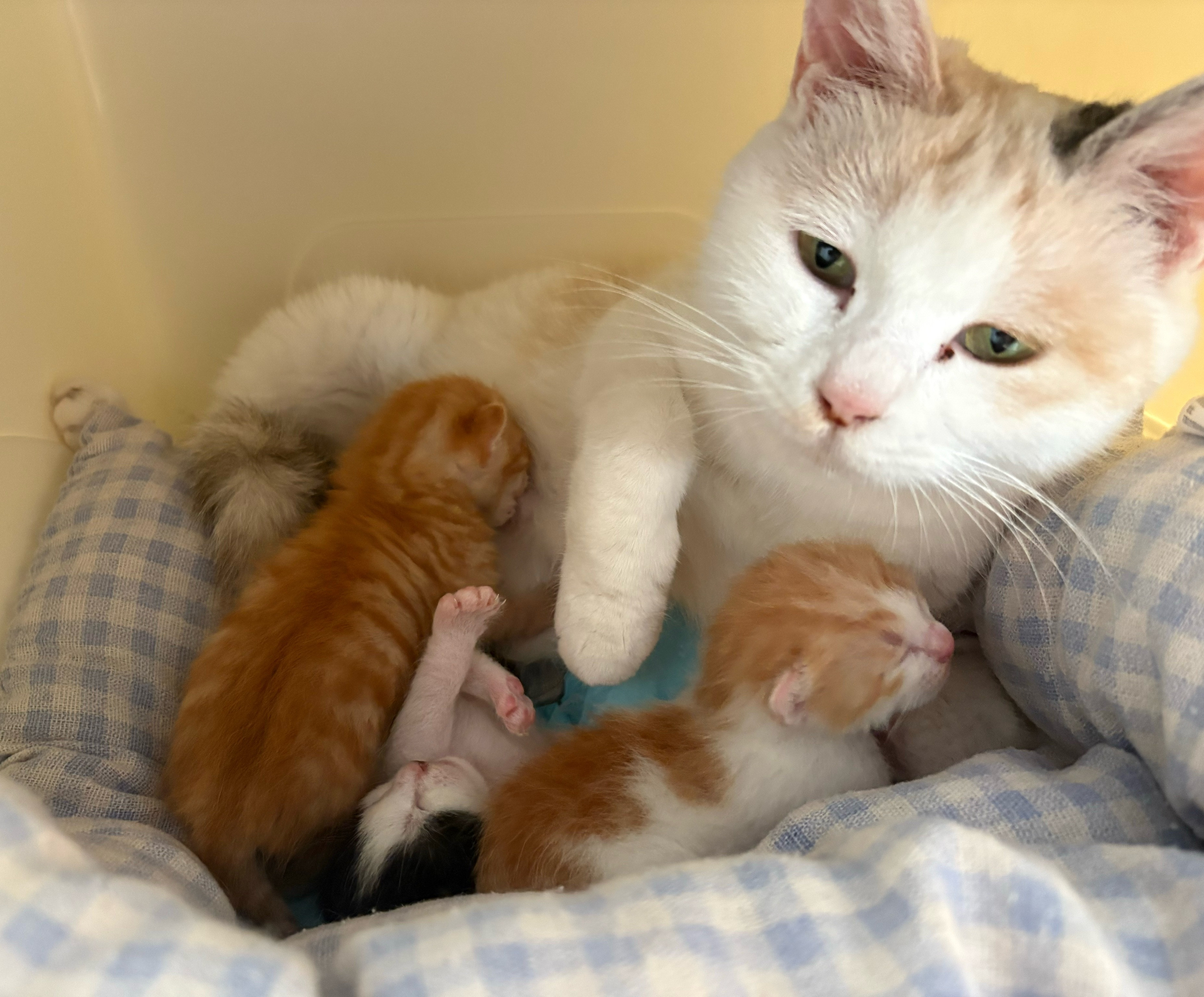 我的花园我的猫世界上没有比小猫更可爱的小玩意儿了。粉龙到了，再次用美貌俘获了我