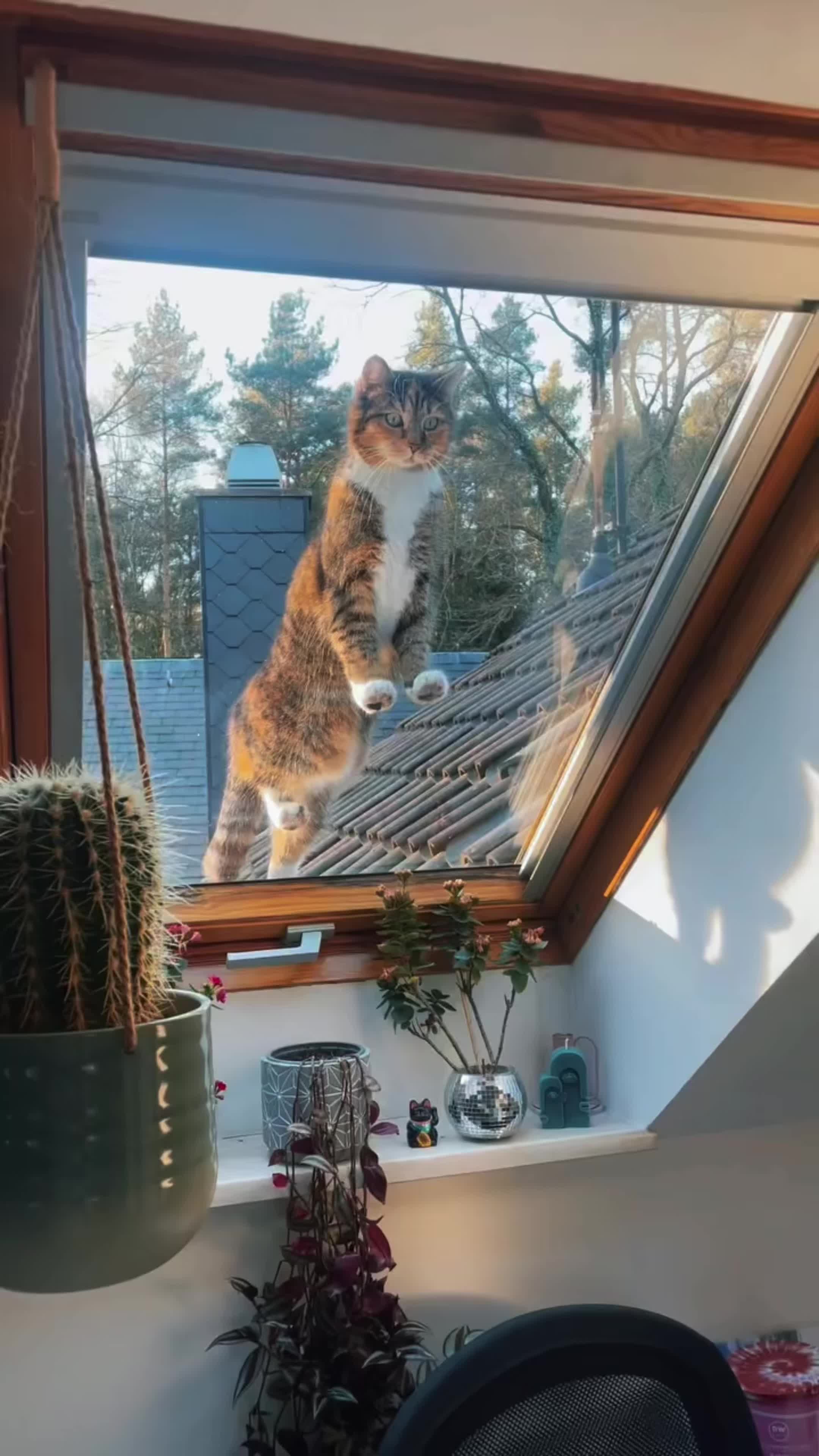 猫咪日常 小猫咪能有什么坏心眼 猫猫就是小宝宝啊