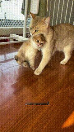 乖乖嘞！你家这大猫真是操碎了心，典型哩“老母鸡”性格！🐱小猫都好几个月大了，