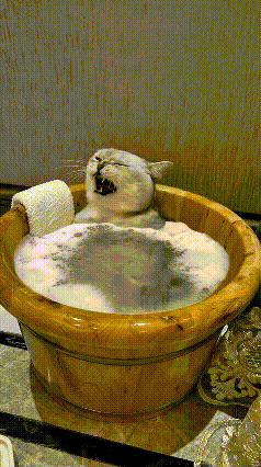 我看了好几遍这只小猫，真是笑出眼泪来了。小家伙舒舒服服坐在木盆里泡着泡泡澡，谁知