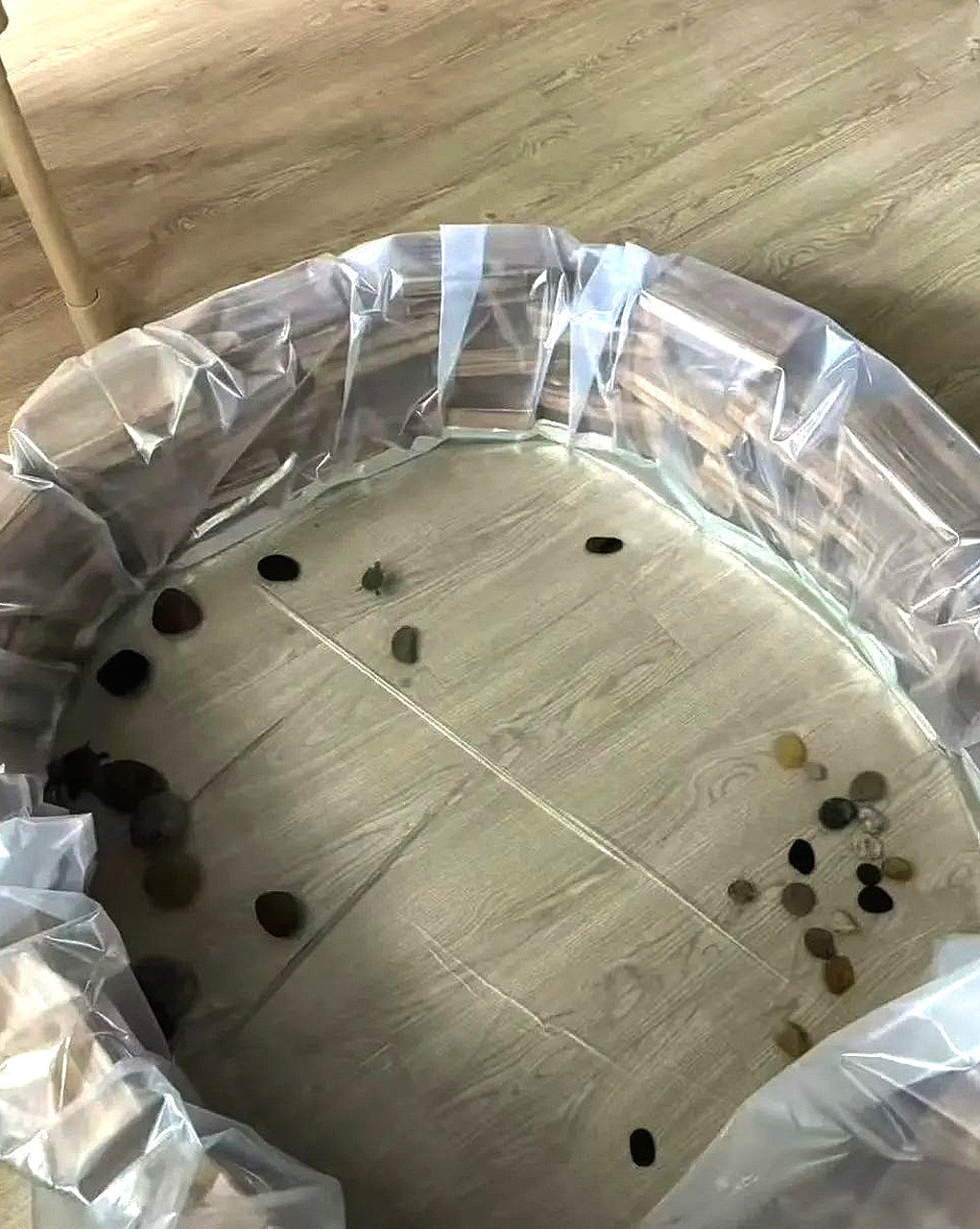 乌龟在500平的家里醒来