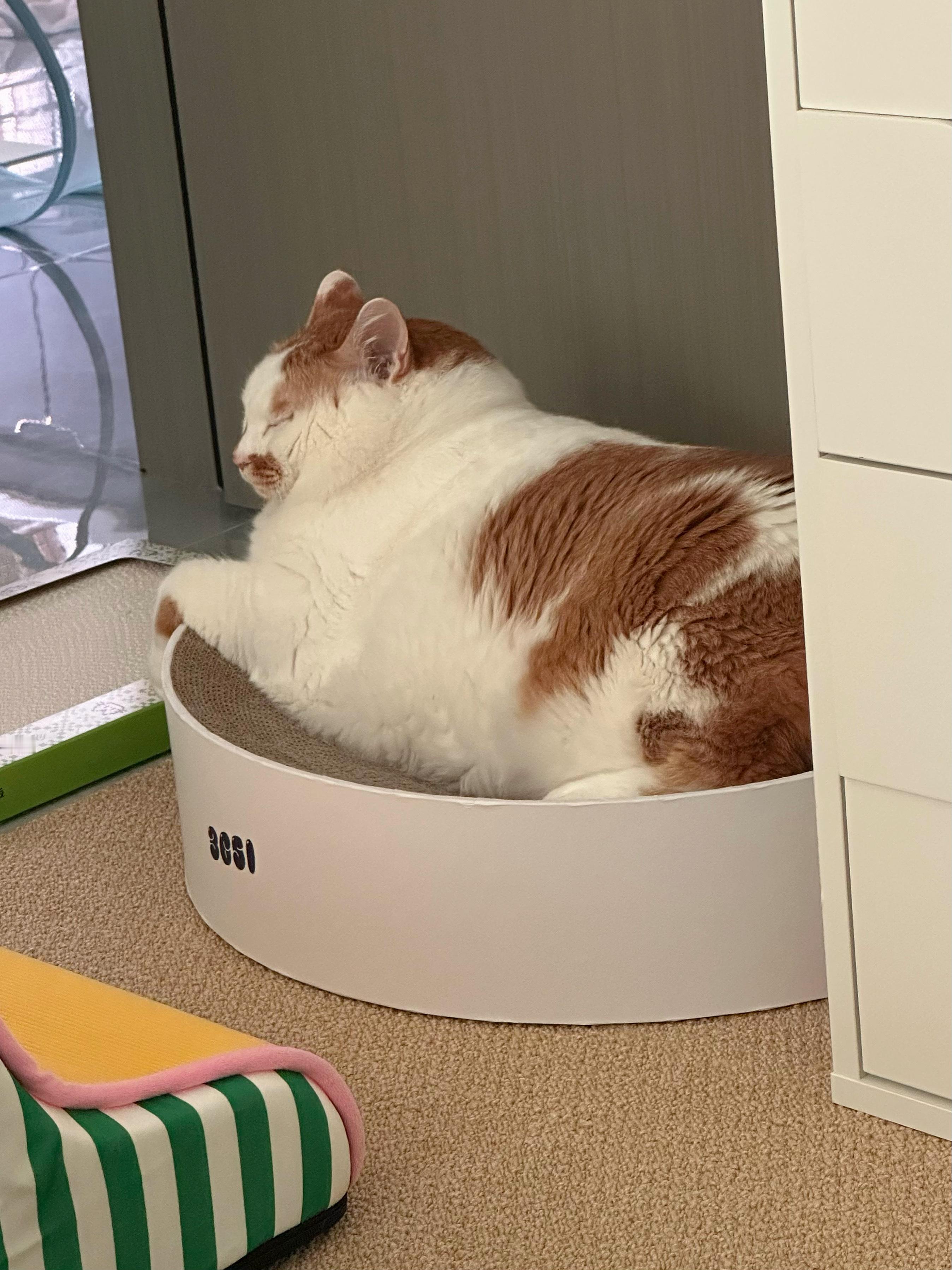 一组小猫味很足的照片​​​