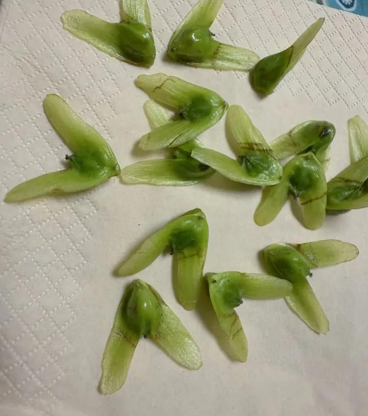 这是什么树的种子，网友们猜猜看？