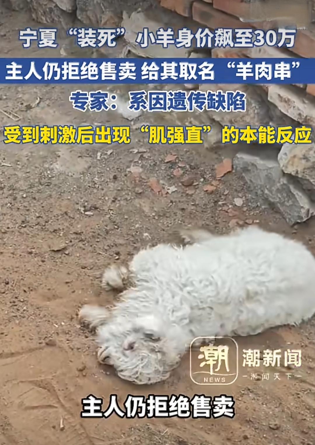 宁夏平罗县宝丰镇中方村出了只稀罕小羊羔，刚出生十来天就凭着装死的本事火遍全网，现