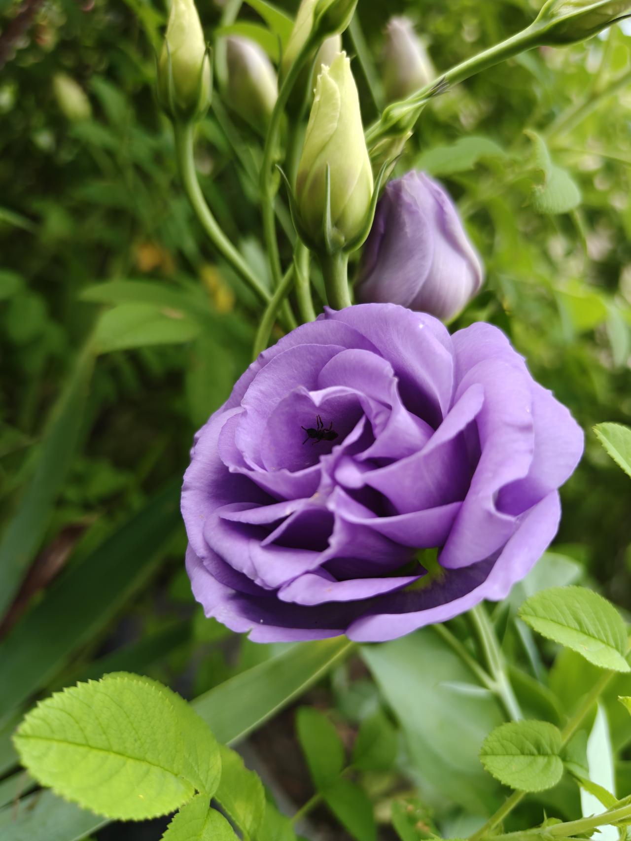 我的研究生故事。周末是研究生考试的日子，可是，在住所旁边的第一中学，并没有大量