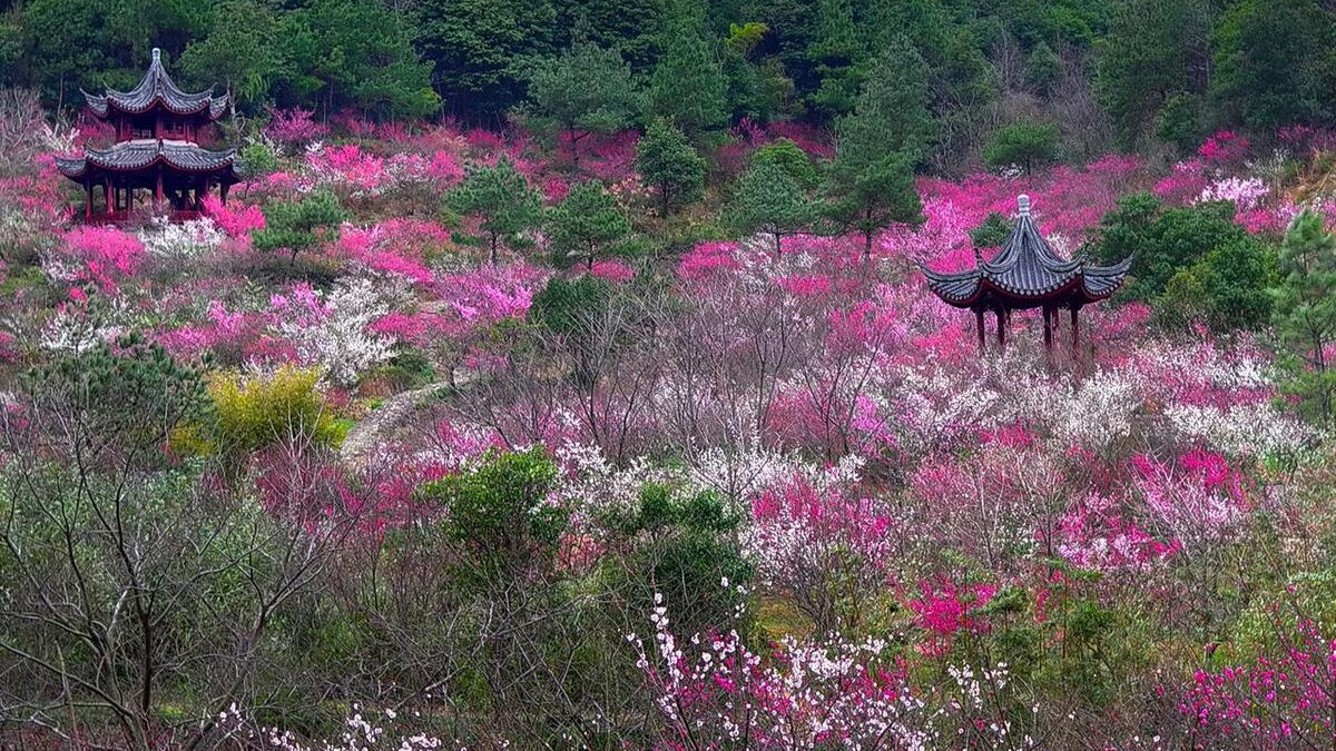 宁波这座森林公园红梅遍野, 雪海香涛, 堪称宝藏赏梅胜地