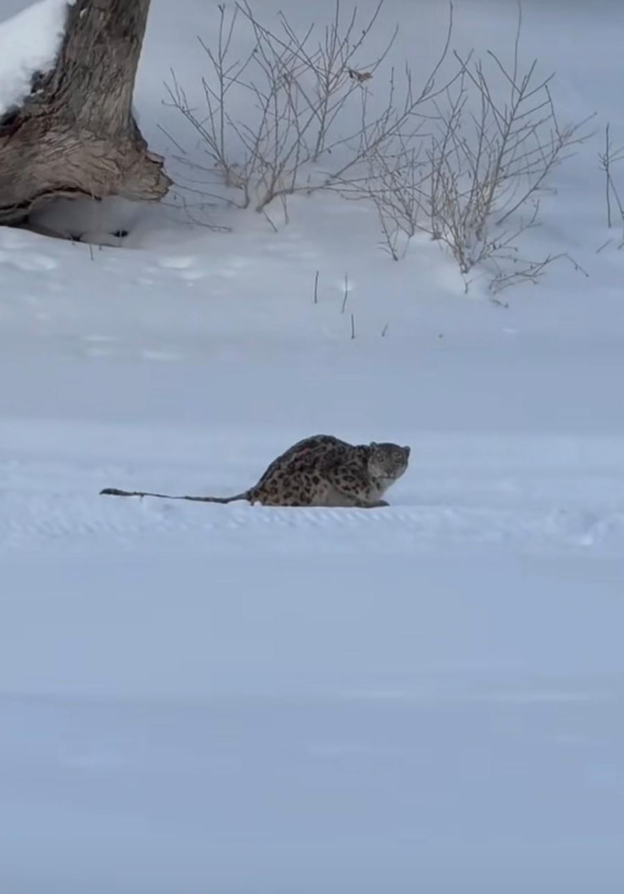 新疆可可托雪豹伤人，最开始传言是因为游客主动靠近雪豹拍照才导致的雪豹攻击，这两天