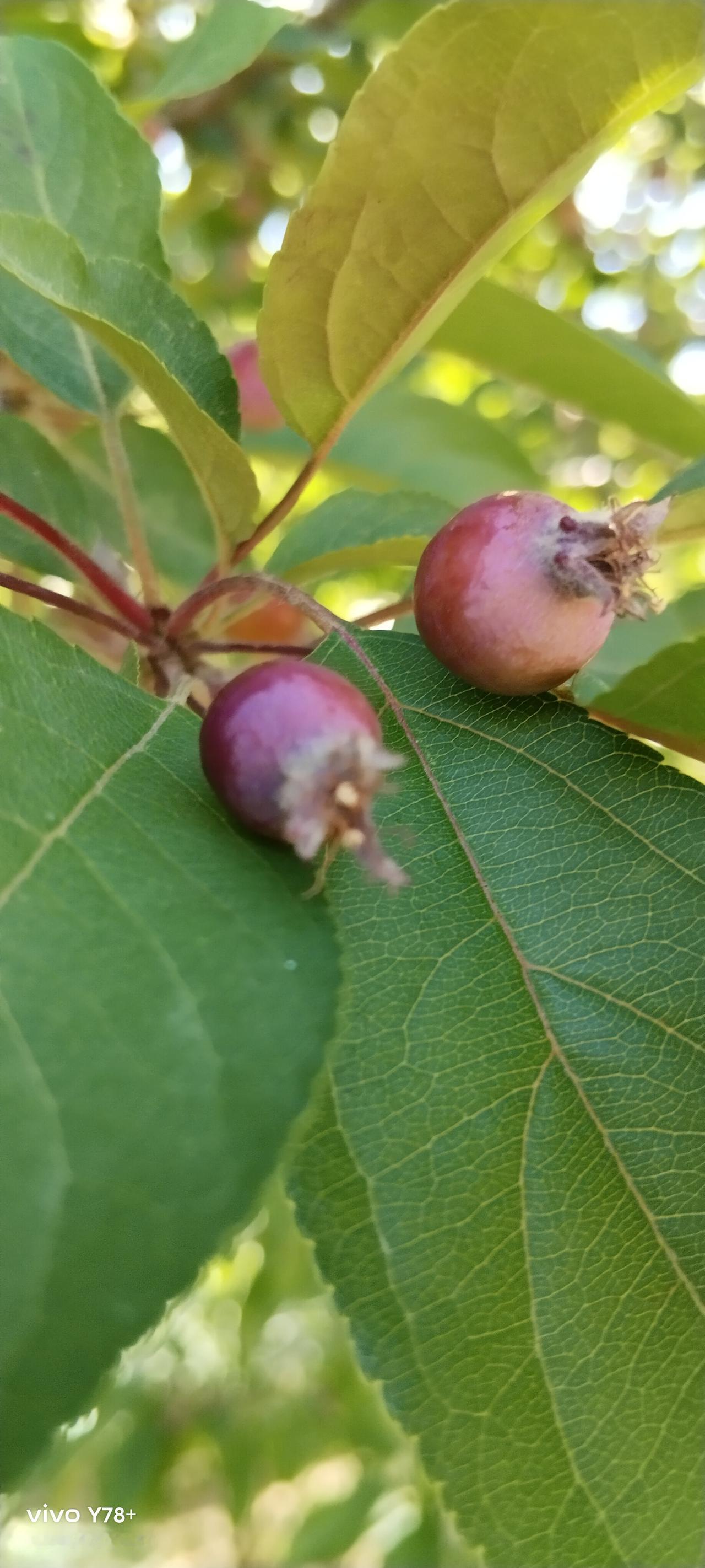 机关事业单位退休人员的养老金，为了和企业接轨，从2014年10月开始，设置了十年