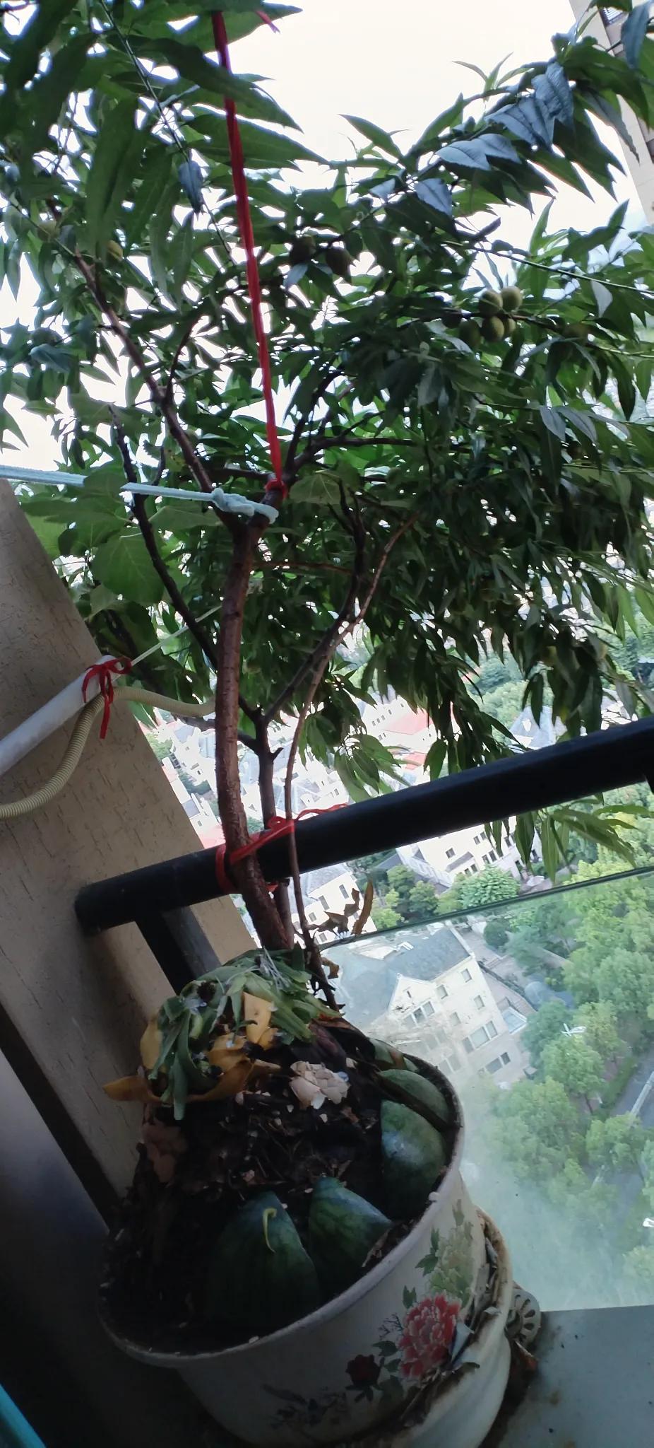 小阳台上一株盆栽桃树，居然也结出了大大小小的青涩桃子，这是我先前末曾料到的。于是