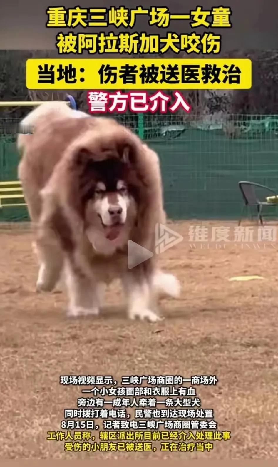 又见大型烈性犬伤人，真的让人气愤不已。重庆三峡广场，一头体型硕大的阿拉斯犬咬伤女